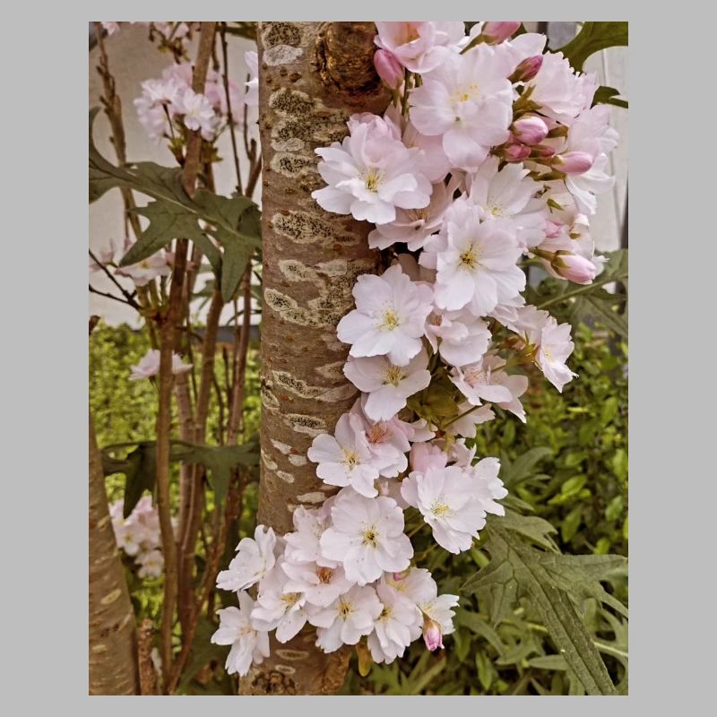 Delicate cherry blossoms on tree trunk