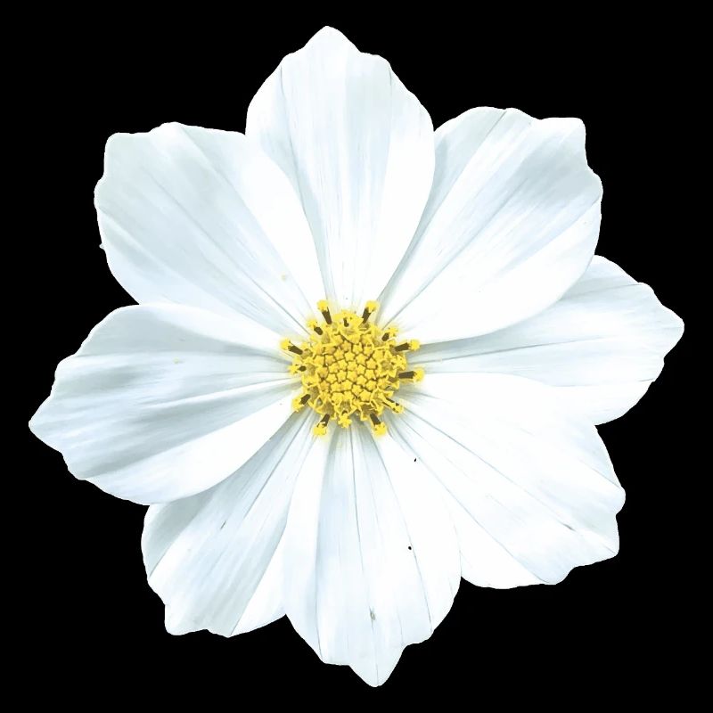 fleur