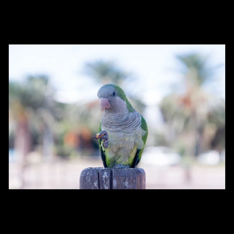 Monk Parrot