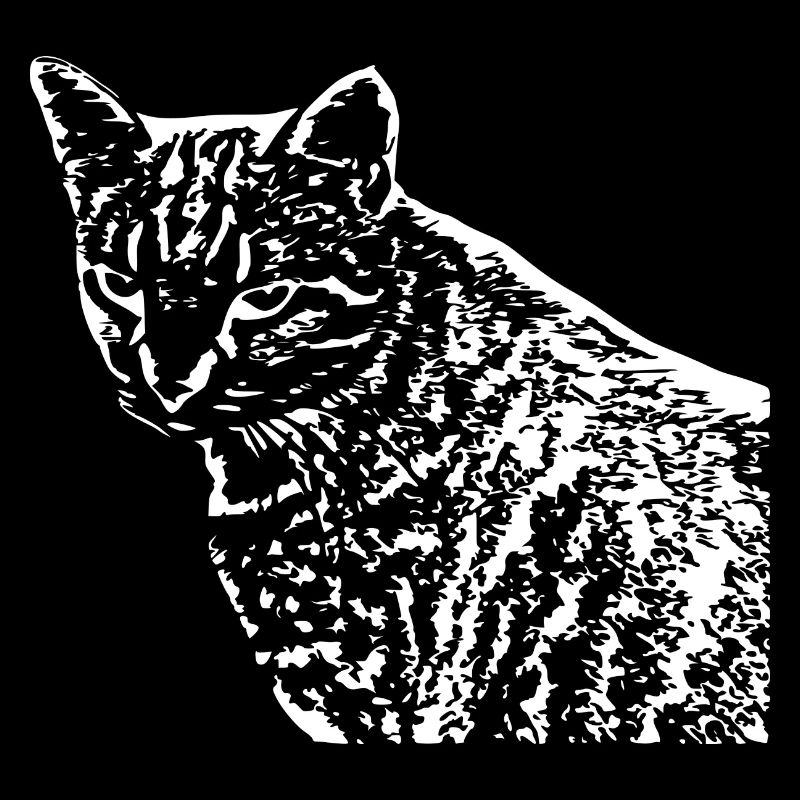 Chat Blanc Blanc Chats