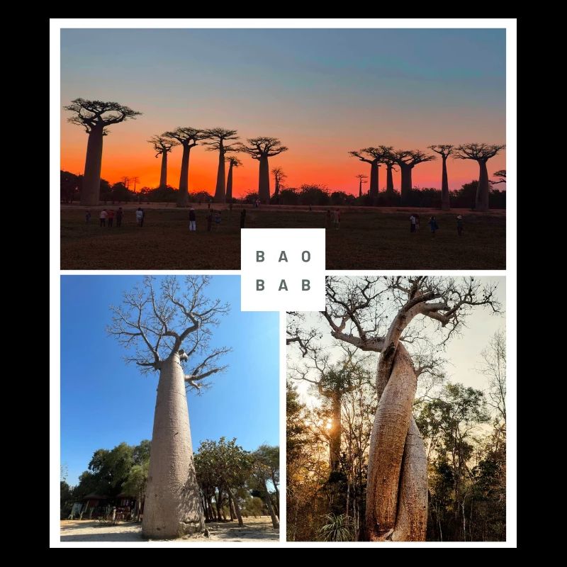 Baobab from Madagascar