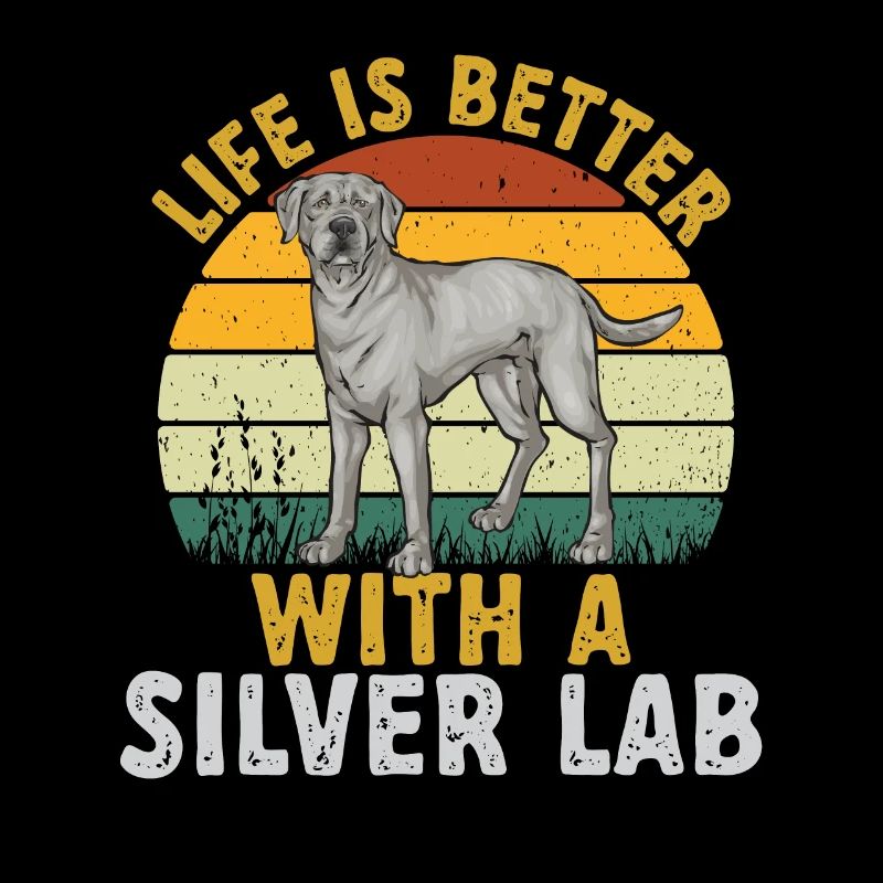 Silver Labrador Retriever Silver Lab