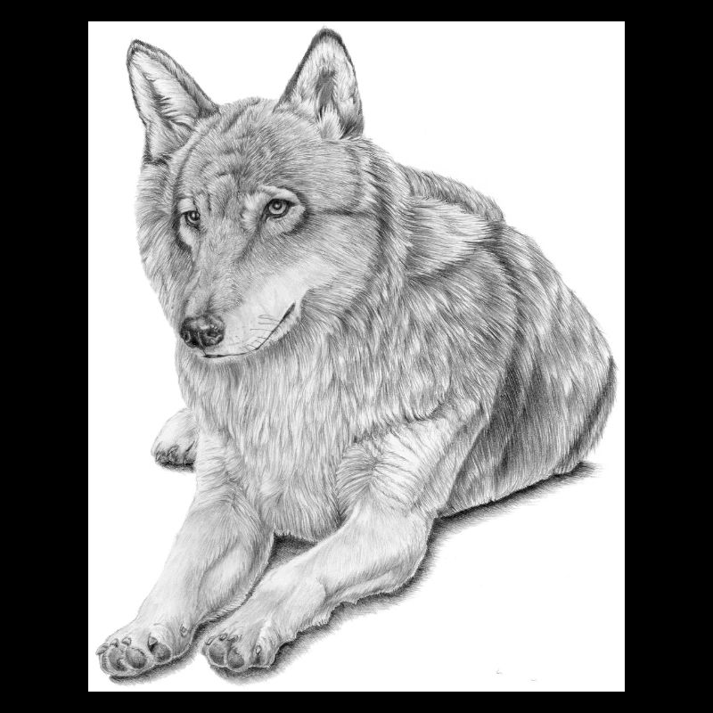 Wolf sticker