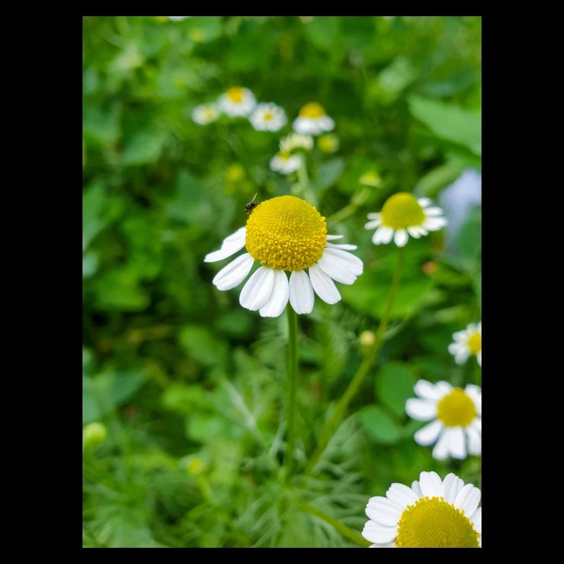 chamomile also kamilla (in german Echte Kamille)