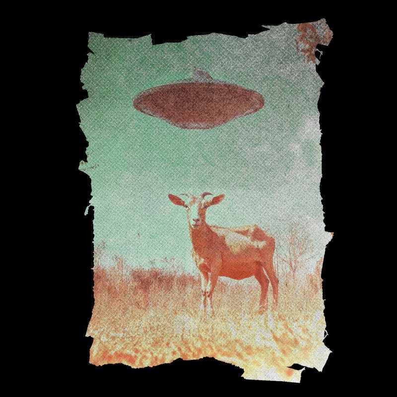 Rencontre étrange de l’espèce chèvre