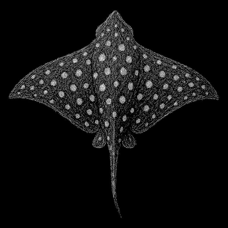 Spotted Eagle Ray
