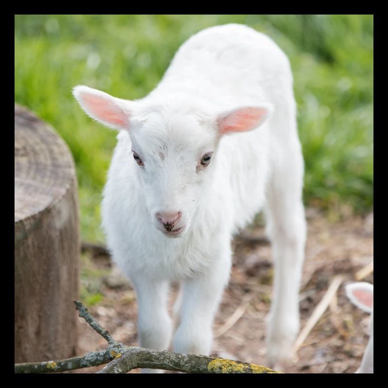 Lämmchen (Ovis) Lamm