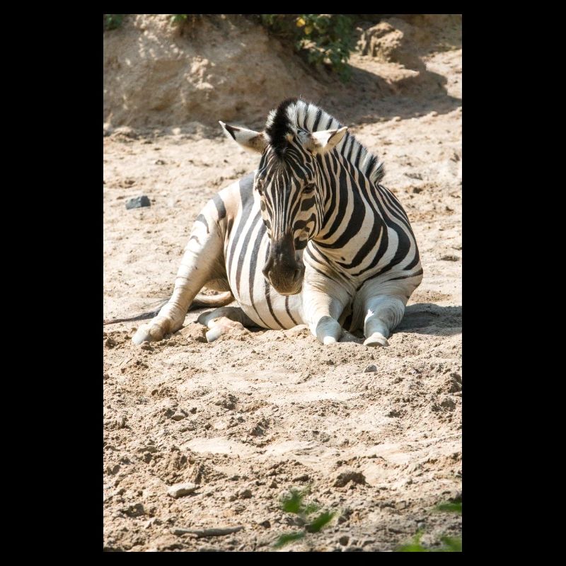Zebra (auf Deutsch Zebra oder Zebras) Hippotigris