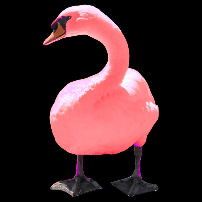 Cygne