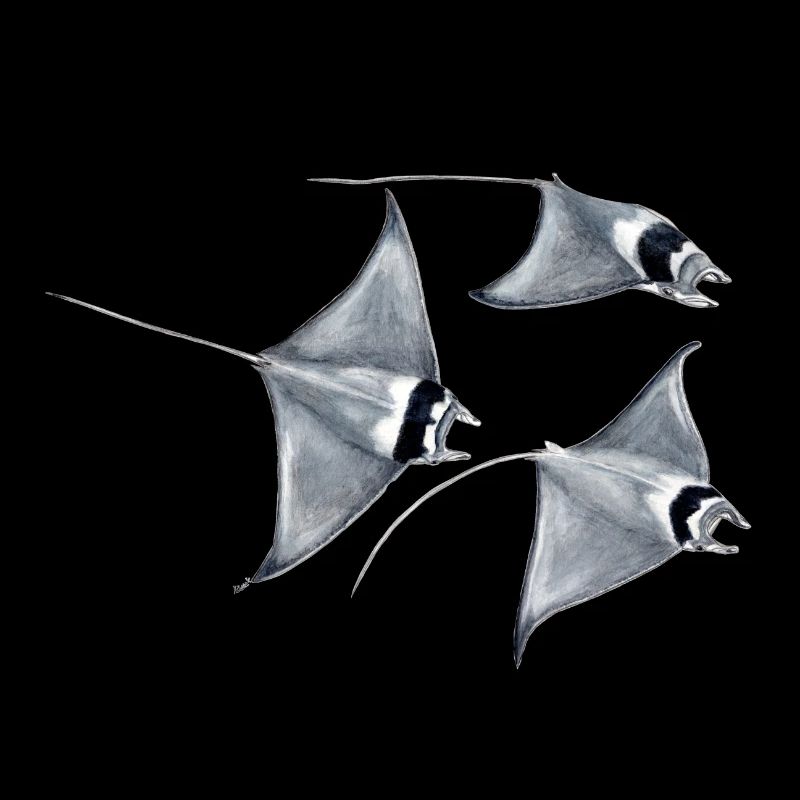 Manta ray - Raie blanket - rays devil fish blanket