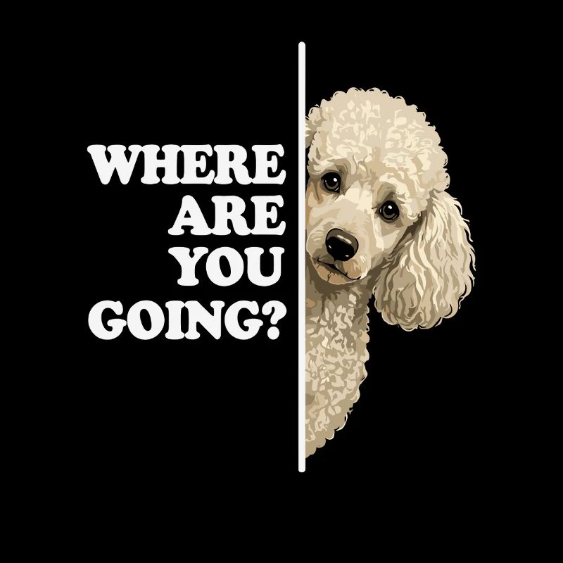 Où vas-tu ? Vue du caniche