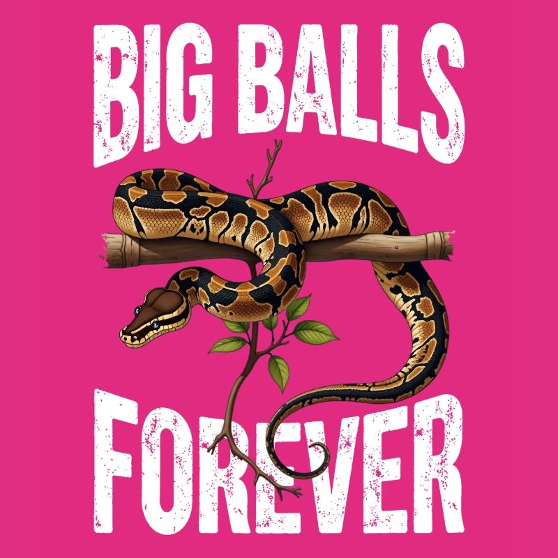 Königspython Schlangen Liebhaber Terrarium Python