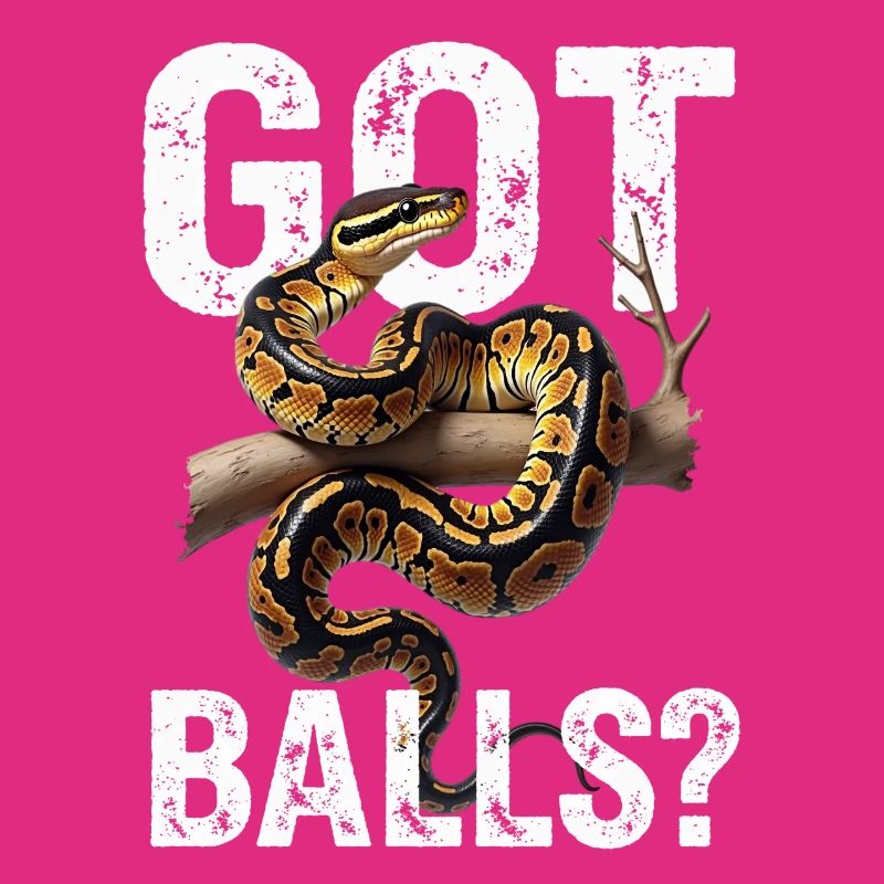 Königspython Schlangen Liebhaber Terrarium Python