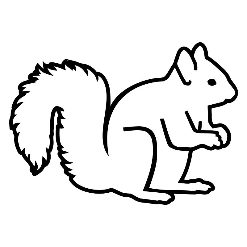Squirrel