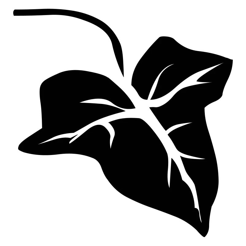 Efeu Blatt Leaf