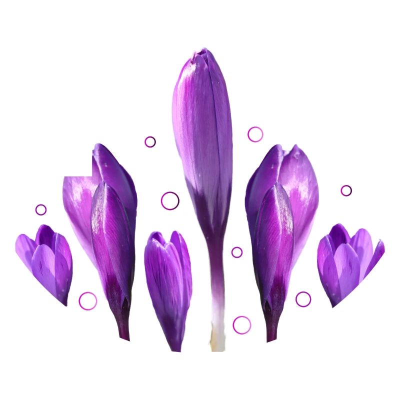 Crocus Printemps Printemps Début