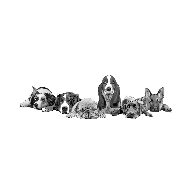 Canine
