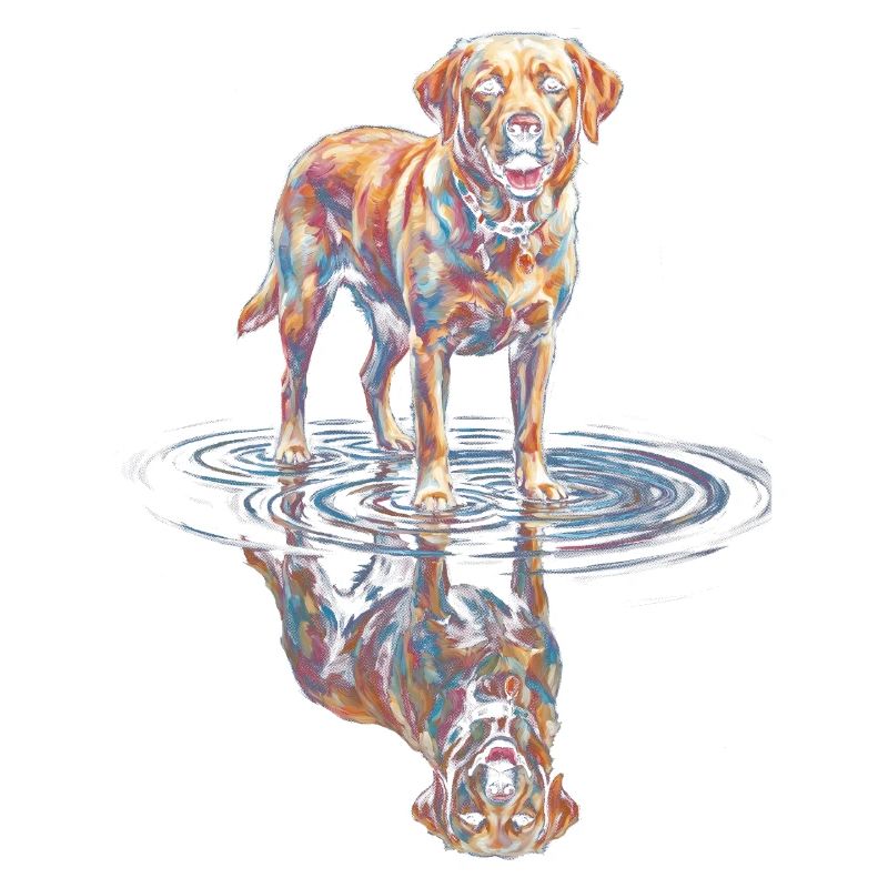 Labrador Retriever with Water Reflection
