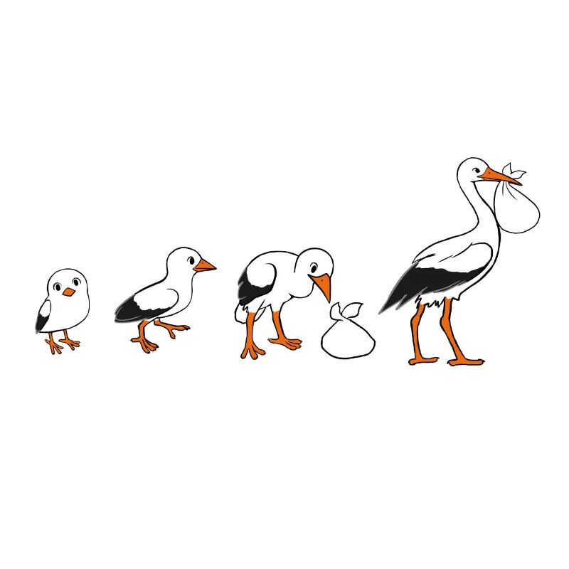 Stork evolution