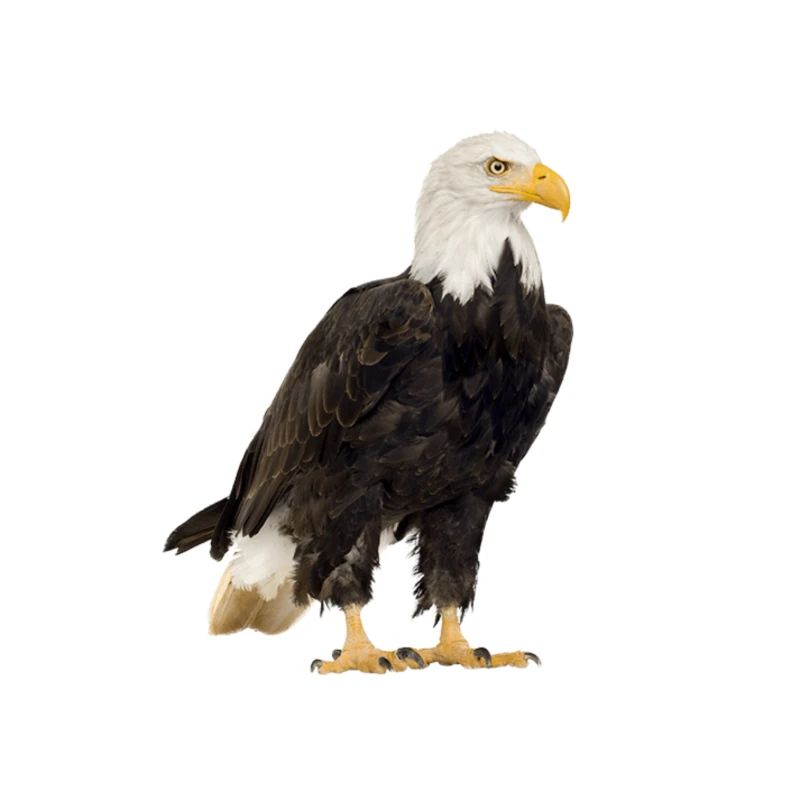 Bald Eagle Eagle Tee Gift Shirt