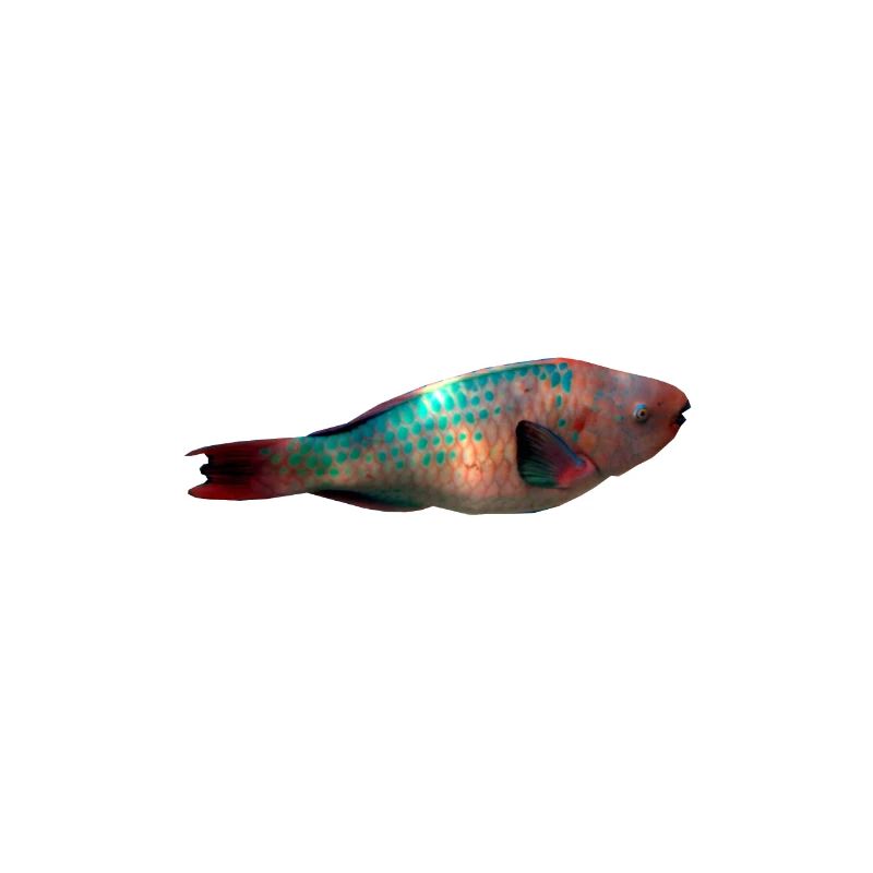 parrotfish