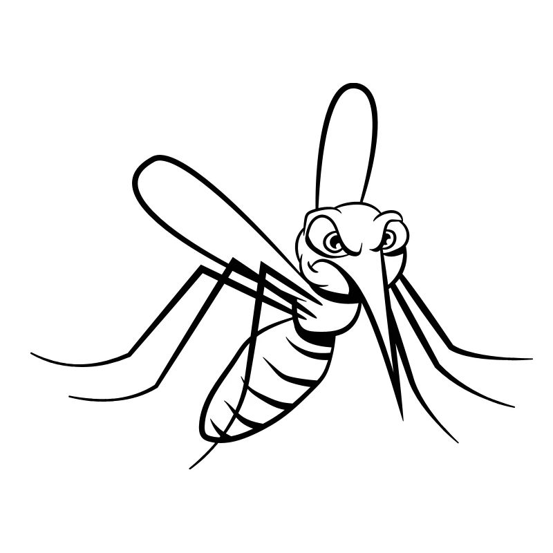 Mosquito Mosquito insecte