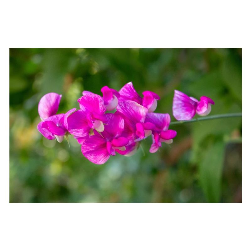 pois vivace éternel Lathyrus latifolius