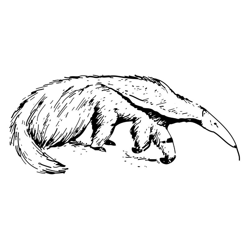 ant-eater