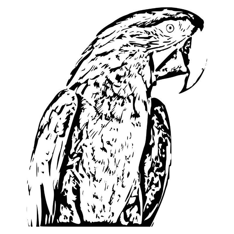 Parrot Bird Black
