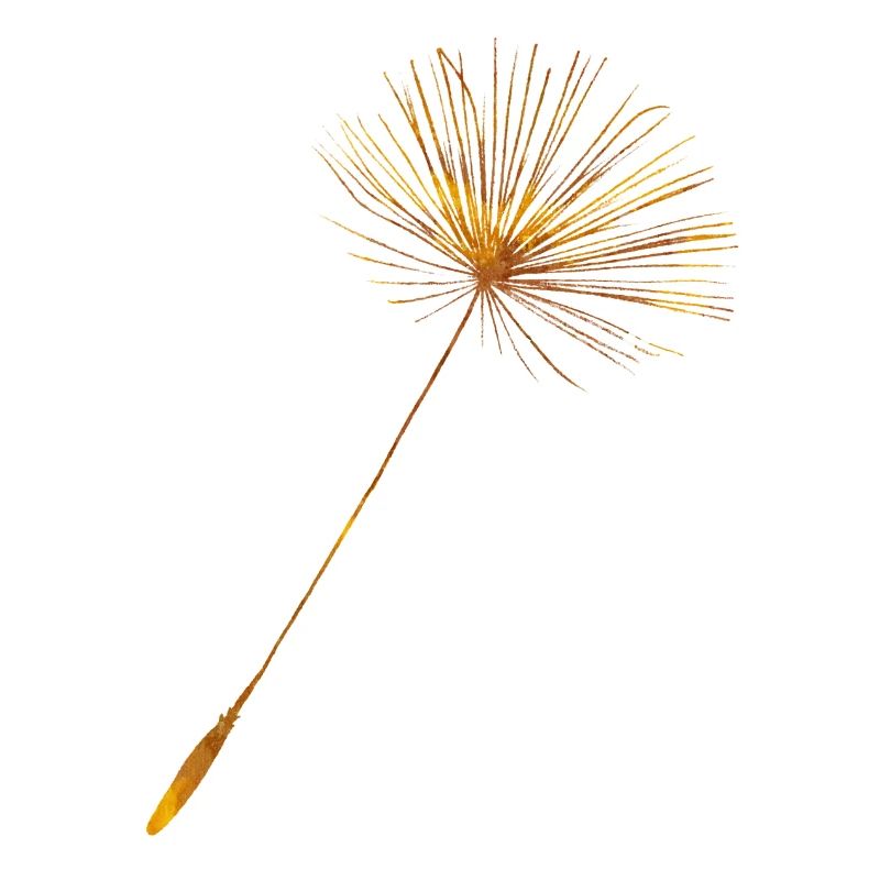 Dandelion Seed + Löwenzahn Same
