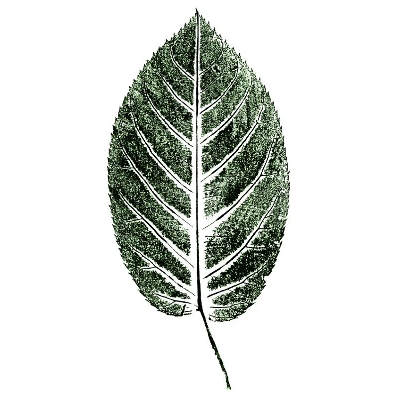 Hêtre / Feuille / VERT
