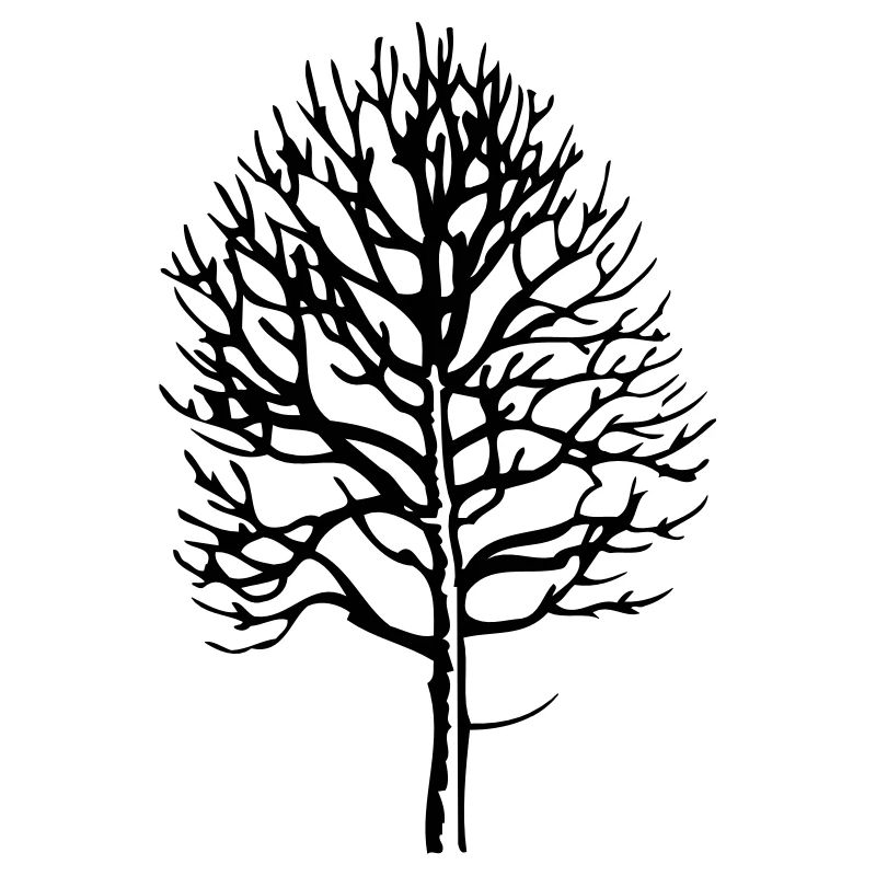 Baum