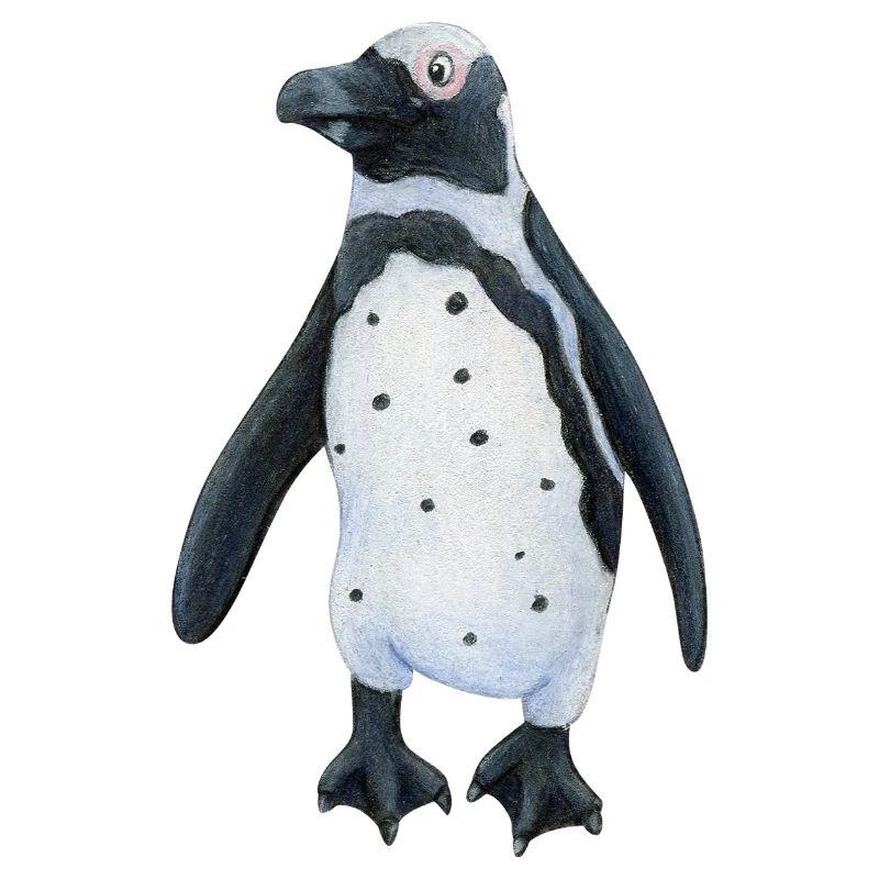 Jackass penguin