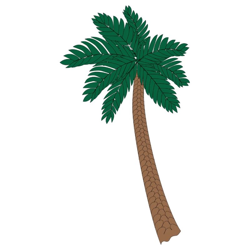 Palm tree illustration