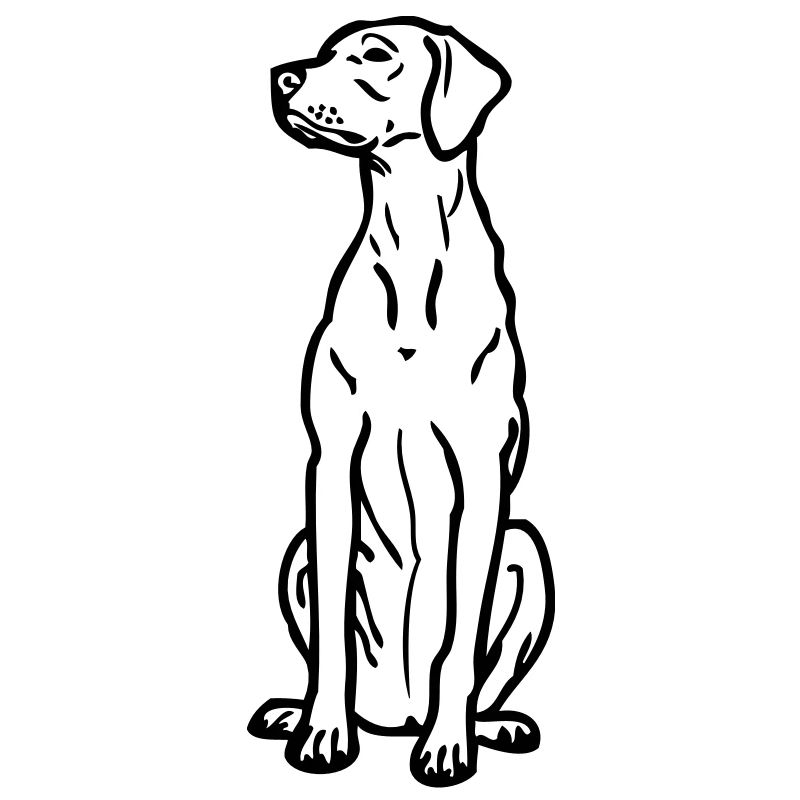 hongarian vizsla © www.dog-power.nl