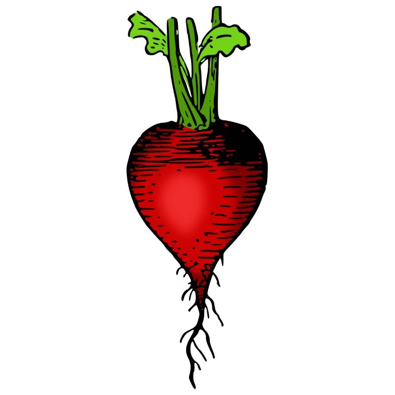 rettich radieschen radish veggie gemuese vegetable