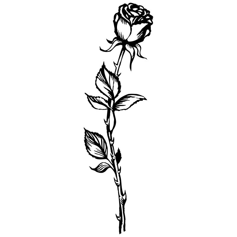 rose