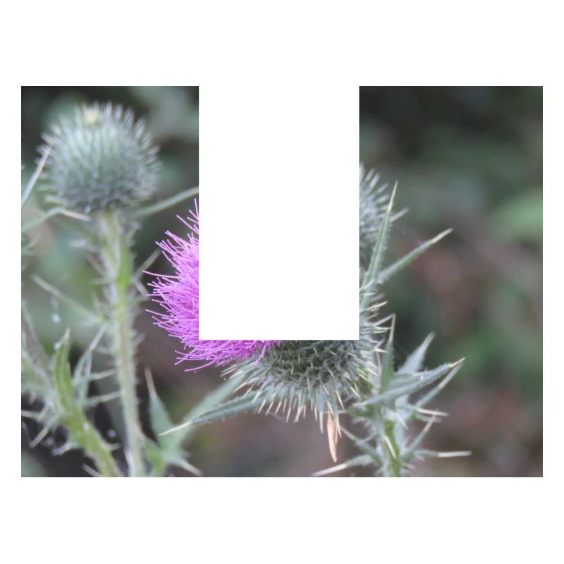 Violetten Distelblüten-Muster