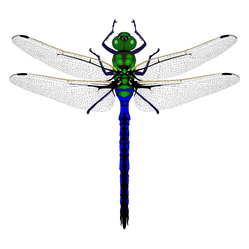 Femme de conception combinée Kybalion Libellule Néon