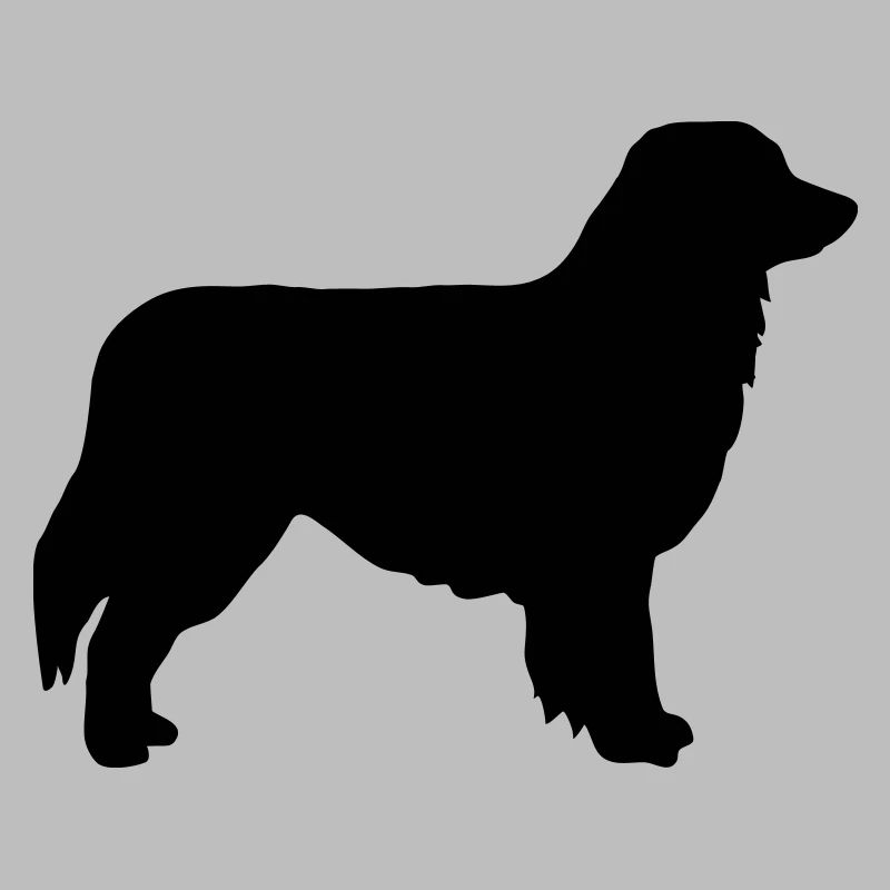 Australian shepherd