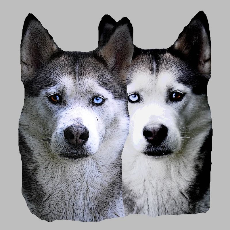Husky Malamut Husky pack,