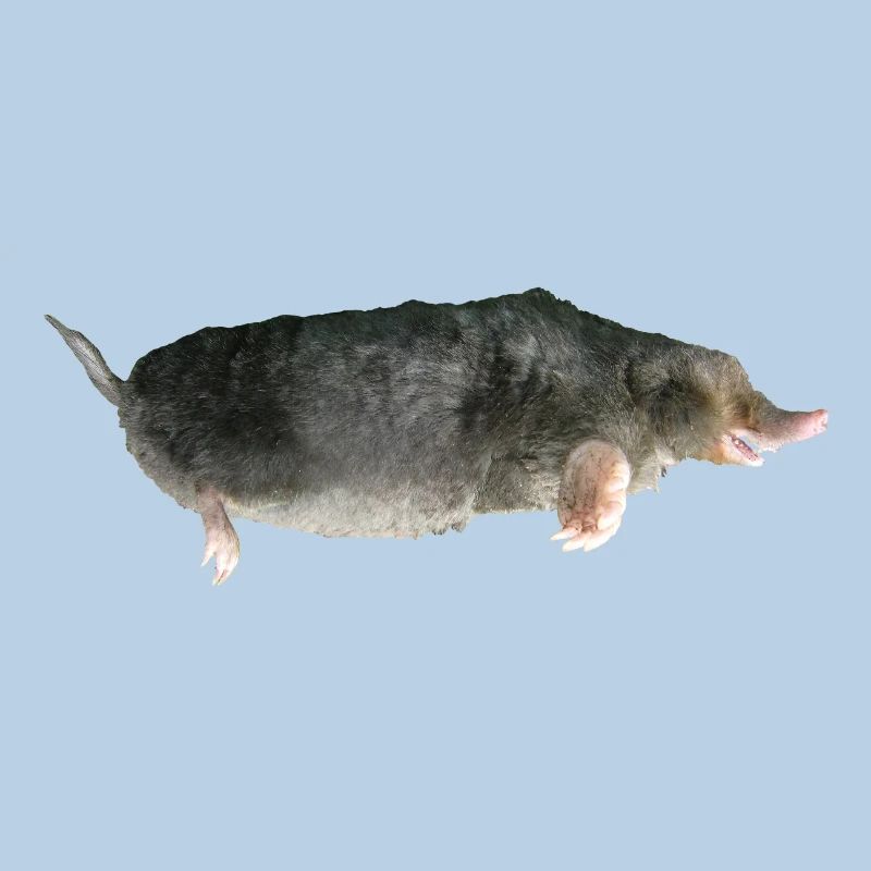 Mole