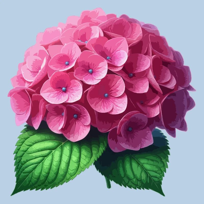 Hydrangea pink