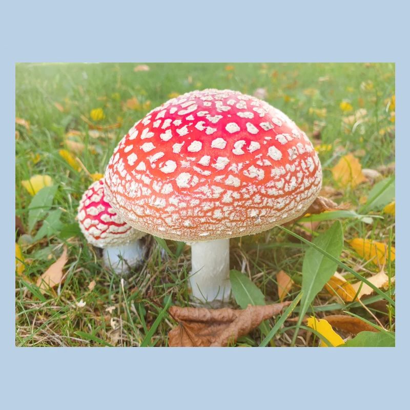 fly agaric also toadstool