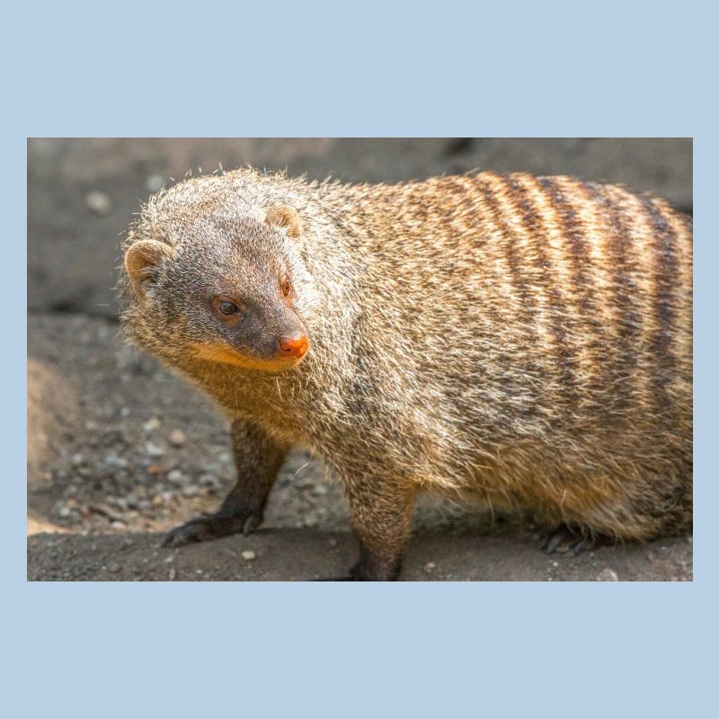 Gebänderte Manguste oder Zebramanguste