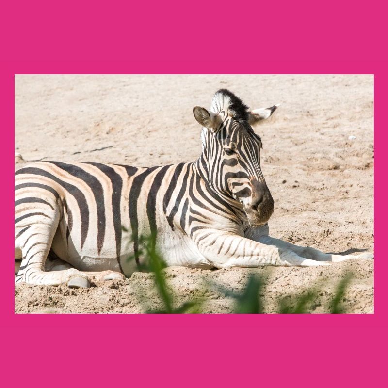 Zebra (auf Deutsch Zebra oder Zebras) Hippotigris
