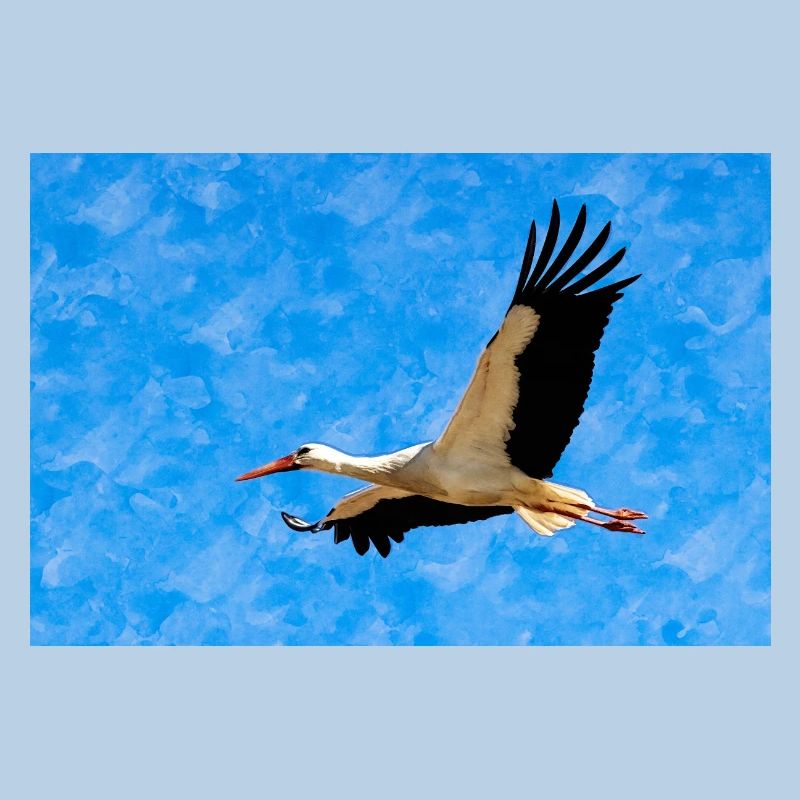 Stork in flight