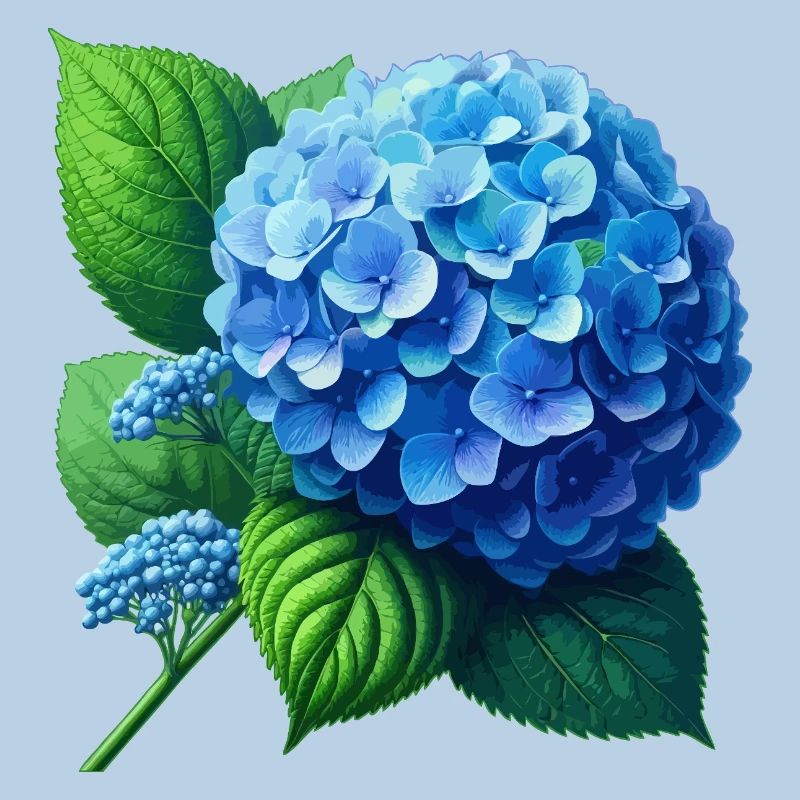 Hydrangea blue