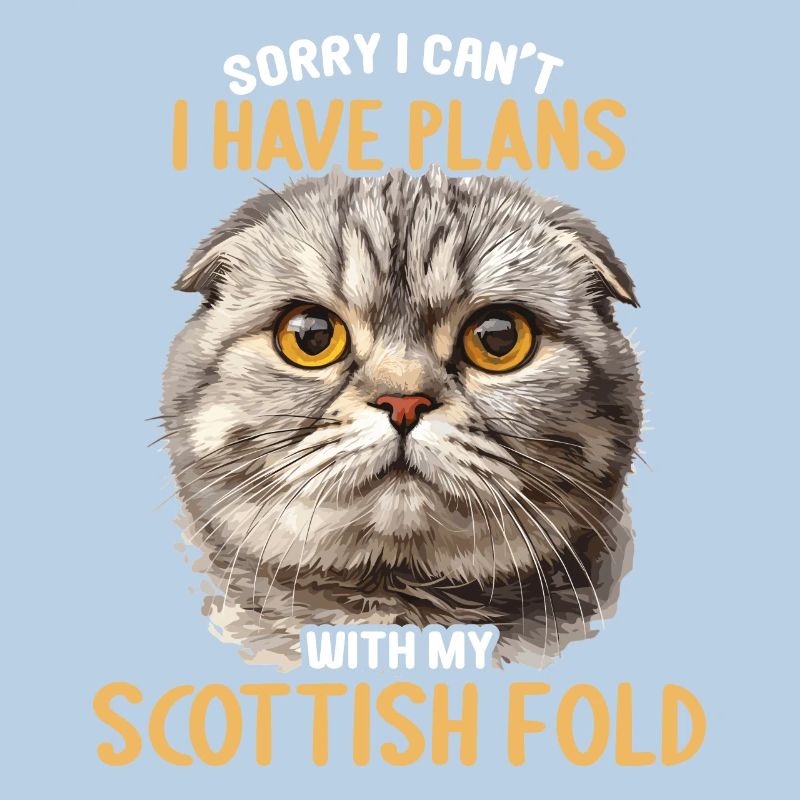 Scottish Fold Kitten Scottish Fold Cat