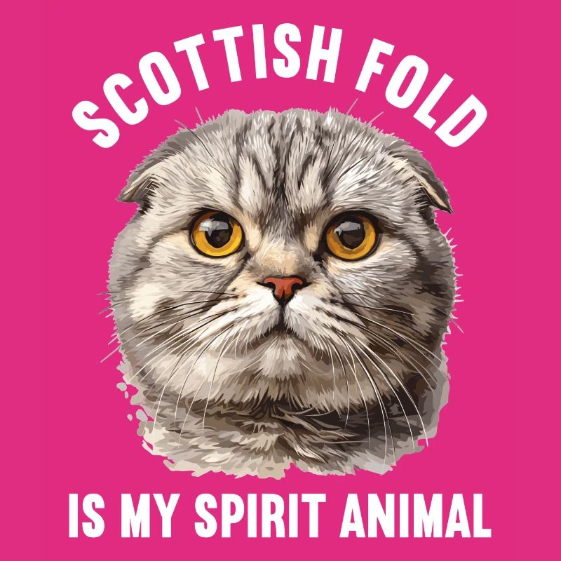 Scottish Fold Kätzchen Scottish Fold Katze